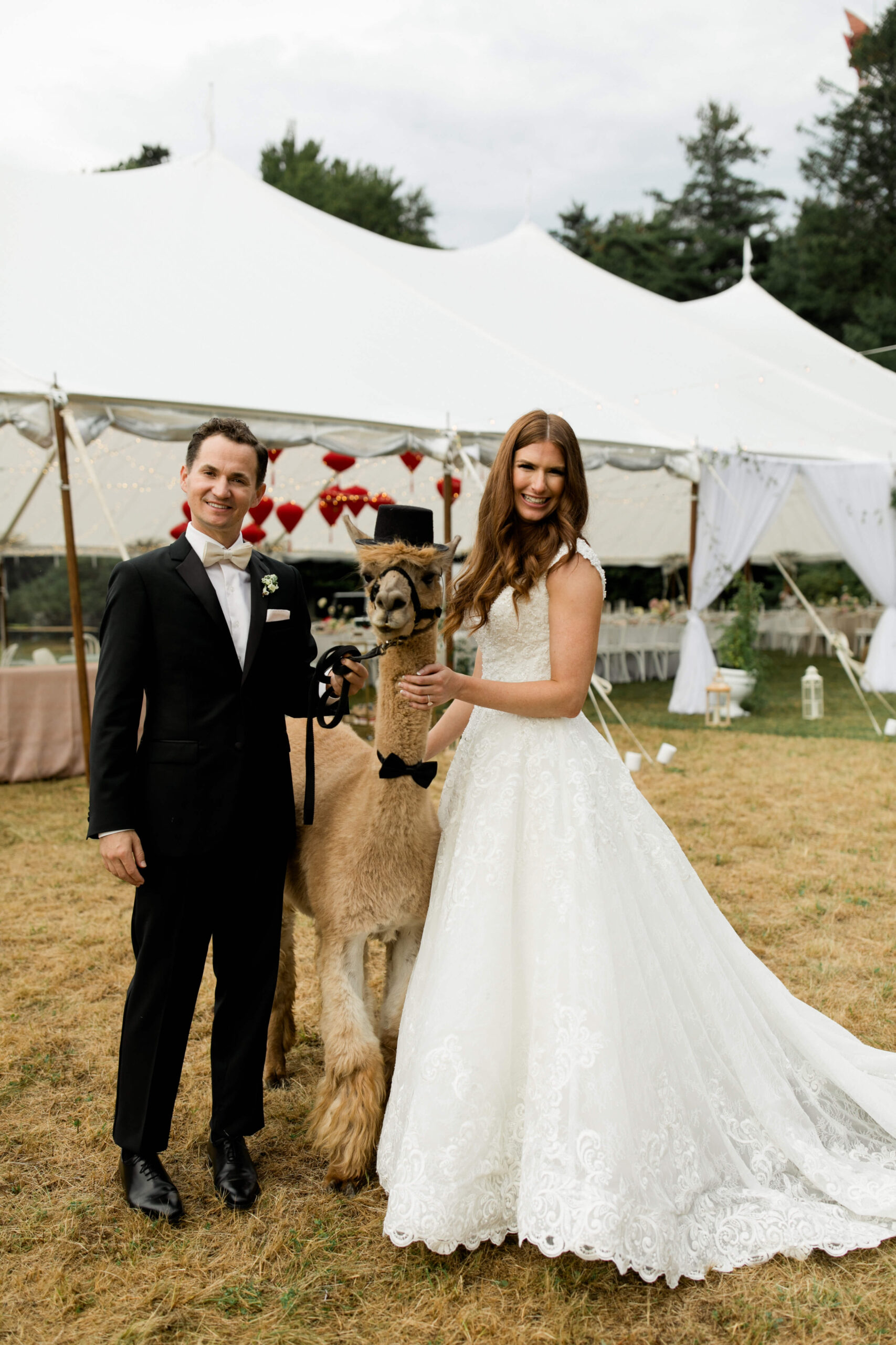 Bride and groom pose with alpaca during their Connecticut wedding